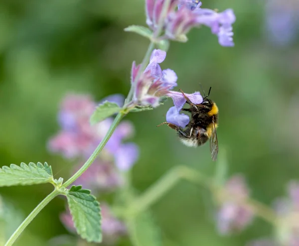 Bin Samlar Honung Från Kattmynta Blommor — Stockfoto