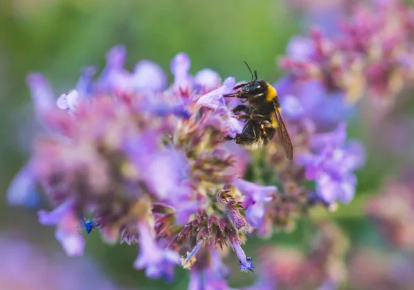 Bijen Verzamelen Honing Van Kattenkruid Bloemen — Stockfoto