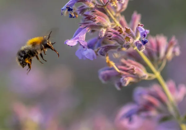 Пчела Собирает Мёд Цветов Кошачьей Мяты — стоковое фото