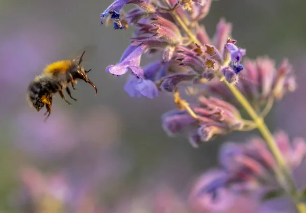 Ape Raccoglie Miele Dai Fiori Erba Gatta — Foto Stock