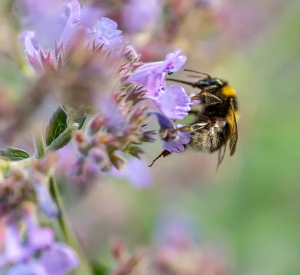 Ape Raccoglie Miele Dai Fiori Erba Gatta — Foto Stock