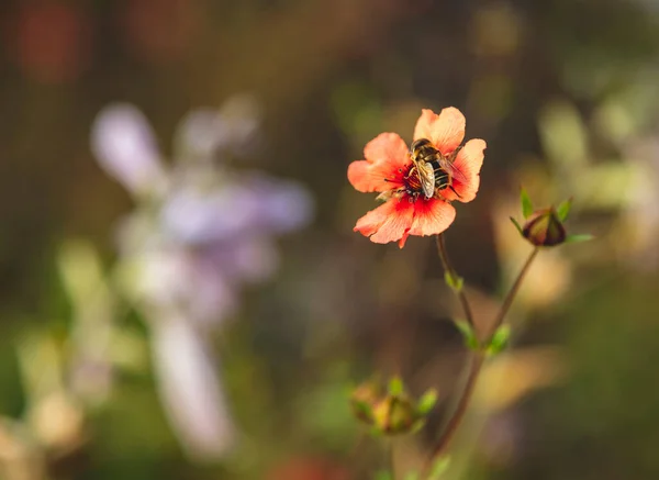 Una Abeja Sienta Una Flor Potencilla —  Fotos de Stock