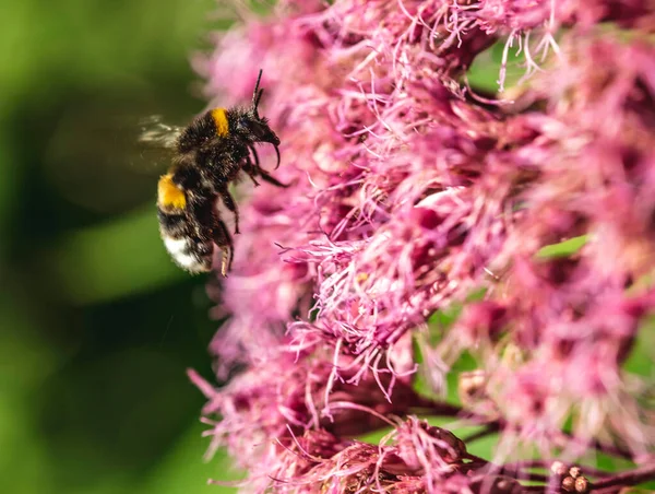 Bumblebee Fiore Viola Impianto Miele — Foto Stock