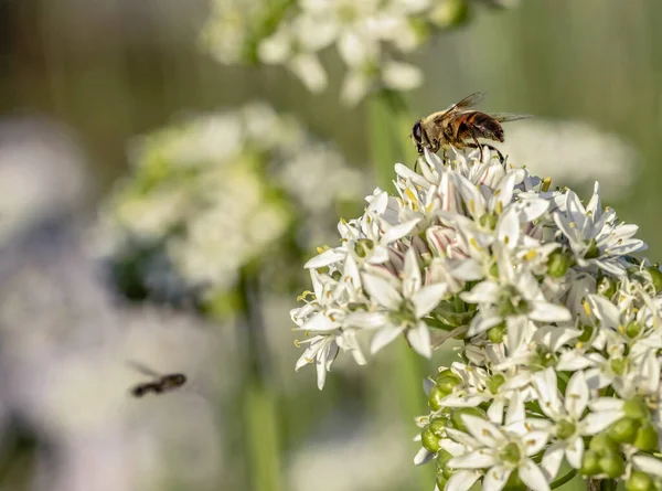 Hommel Witte Bloem Honingplant — Stockfoto