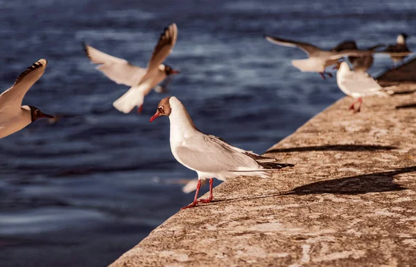 涅瓦堤岸护堤上的海鸥 免版税图库照片