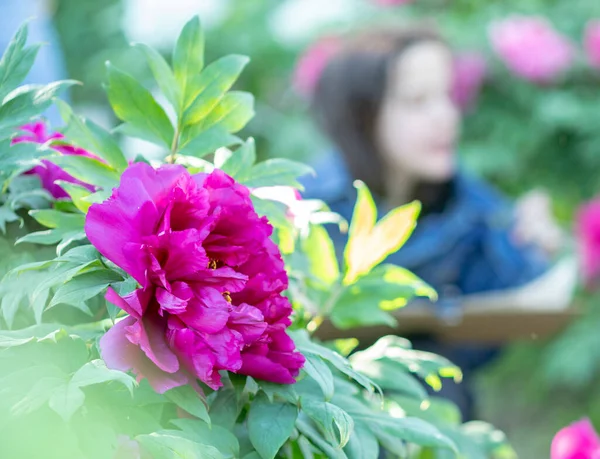 Onherkenbare Mensen Schilderen Pioenrozen Een Botanische Tuin — Stockfoto