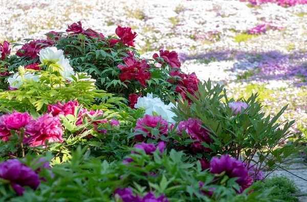 Gorgeous Peonies Flowers Botanical Garden — Stock Photo, Image