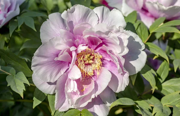 Splendidi Fiori Peonie Nell Orto Botanico — Foto Stock