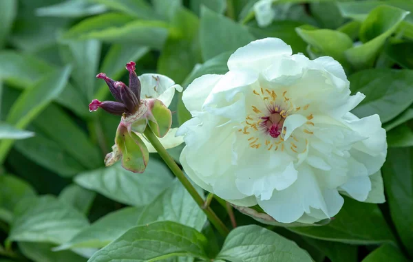 Nádherné Pivoňky Květiny Botanické Zahradě — Stock fotografie