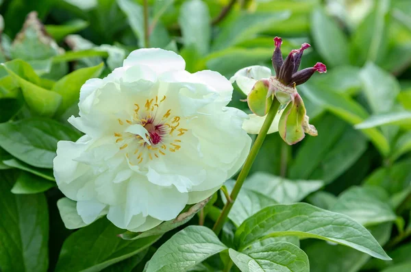 Nádherné Pivoňky Květiny Botanické Zahradě — Stock fotografie