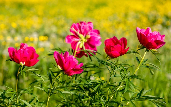 Wspaniałe Piwonie Kwiaty Ogrodzie Botanicznym — Zdjęcie stockowe