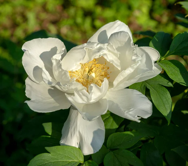 Splendidi Fiori Peonie Nell Orto Botanico — Foto Stock