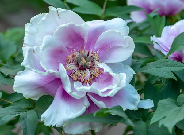 Splendidi Fiori Peonie Nell Orto Botanico — Foto Stock