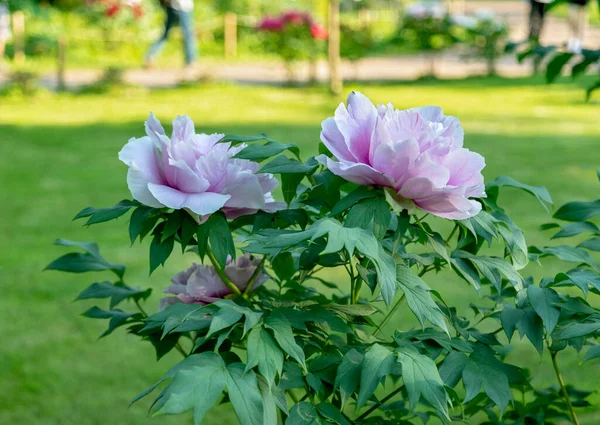 Splendidi Fiori Peonie Nell Orto Botanico — Foto Stock