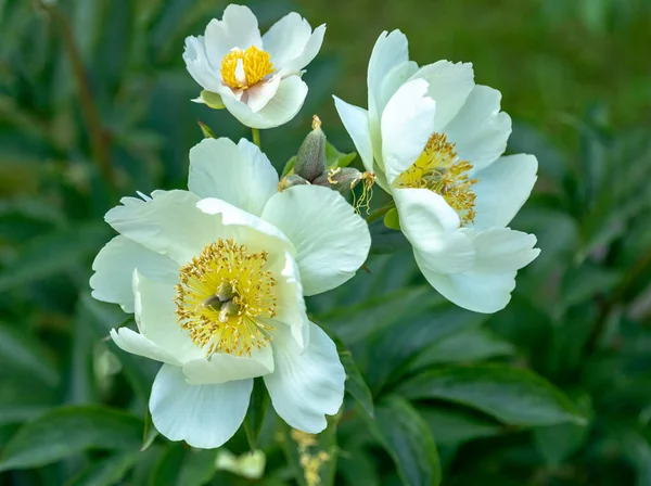 Splendidi Fiori Peonie Nell Orto Botanico — Foto Stock