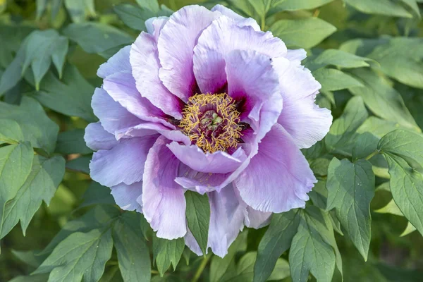 Splendidi Fiori Peonie Nell Orto Botanico — Foto Stock