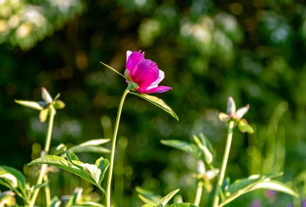 Splendidi Fiori Peonie Nell Orto Botanico — Foto Stock