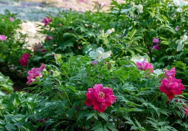 Prachtige Pioenrozen Bloemen Botanische Tuin Stockafbeelding