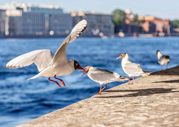 Gabbiani Sul Parapetto Dell Argine Neva — Foto Stock