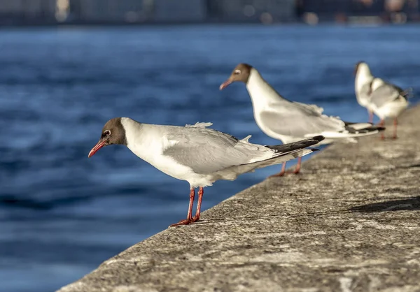 Чайки Парапеті Набережної Неви — стокове фото