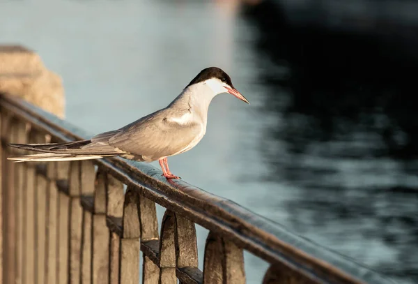 Piccolo Gabbiano Fluviale Sull Argine Del Fiume Fontanka San Pietroburgo — Foto Stock