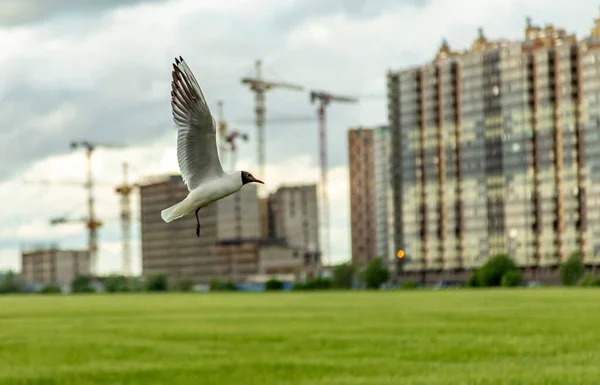 Måsar Över Ett Grönt Fält Utkanten Sankt Petersburg — Stockfoto