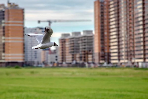 Чайки Над Зеленим Полем Околиці Санкт Петербурга — стокове фото