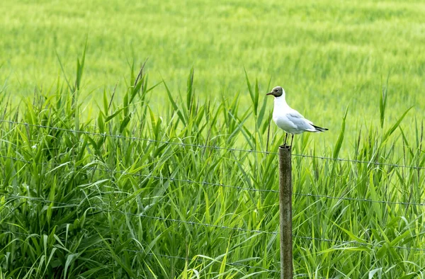 Seagulls Green Field Outskirts Petersburg — Stock Photo, Image
