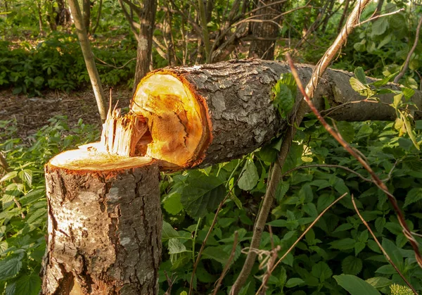Han Fällde Träd Skogen Miljöproblem — Stockfoto