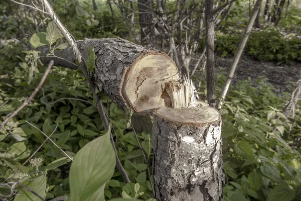 Spadło Drzewo Lesie Problem Środowiskowy — Zdjęcie stockowe