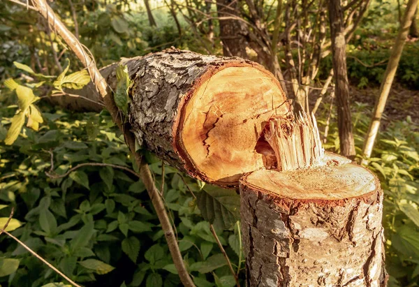 Spadl Strom Lese Environmentální Problém — Stock fotografie
