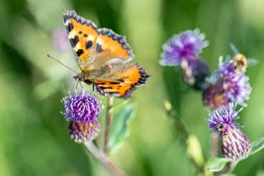Kelebek ürtiker dişi devedikeni pembe çiçeğinde