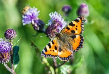 Kelebek ürtiker dişi devedikeni pembe çiçeğinde