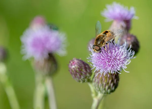 Pszczoła Różowej Maciorce Kwiatowej — Zdjęcie stockowe