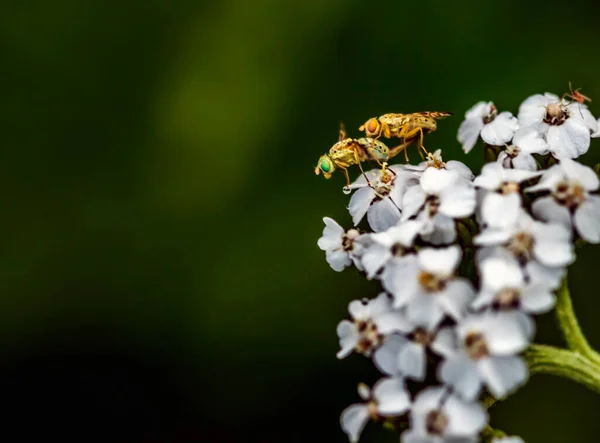 Mosche Accoppiamento Achillea Fiore — Foto Stock