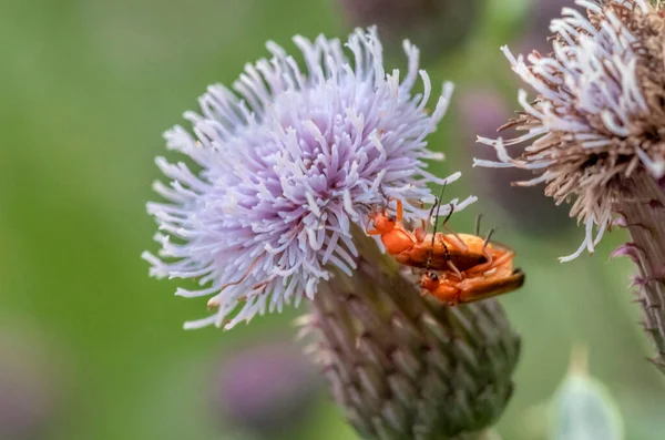 花に群生するオレンジ色のカブトムシがアザミを忍び寄る — ストック写真