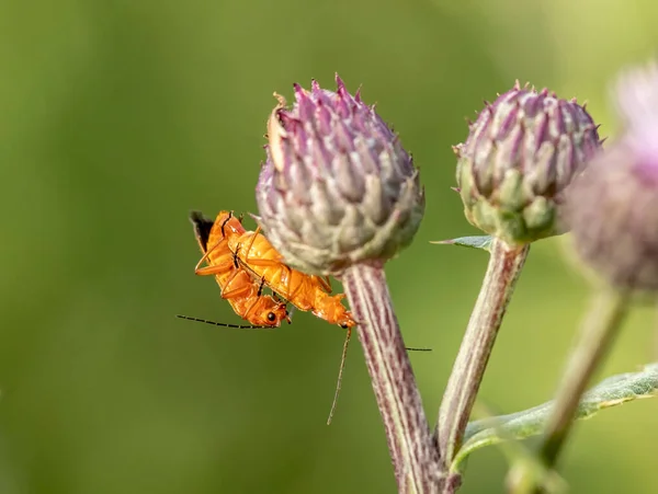 Parningsskalbaggar Soldater Blomma Suggtistel — Stockfoto