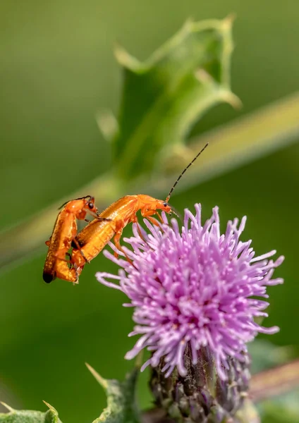 Çiftleşen Böcekler Devedikeni Çiçeğinin Üzerindeki Askerler — Stok fotoğraf