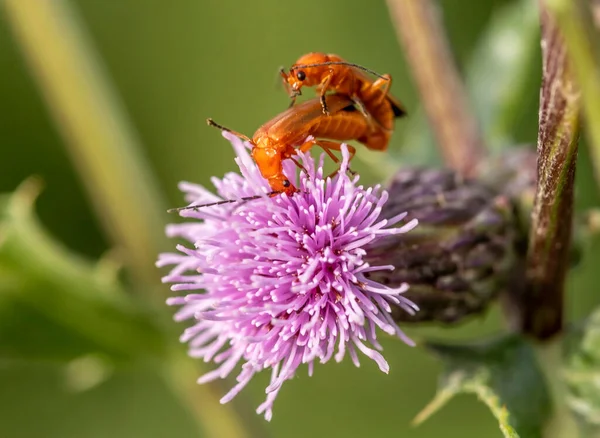 Escarabajos Apareamiento Soldados Una Flor Cardo Cerda — Foto de Stock