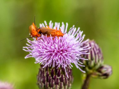 Mating beetles - soldiers on a flower of sow-thistle clipart