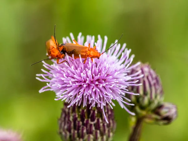 カブトムシとの出会い 種をまく花の兵士 — ストック写真