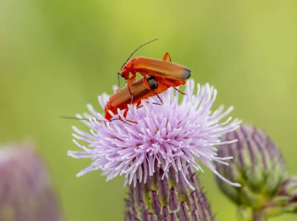 Escarabajos Apareamiento Soldados Una Flor Cardo Cerda — Foto de Stock