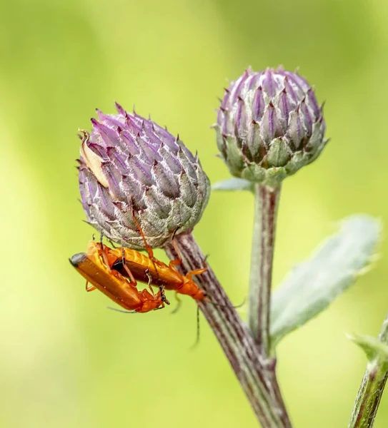 Escarabajos Apareamiento Soldados Una Flor Cardo Cerda — Foto de Stock