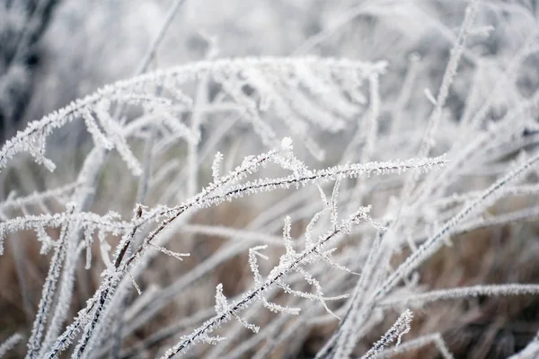 Winter Scène Het Park Close — Stockfoto