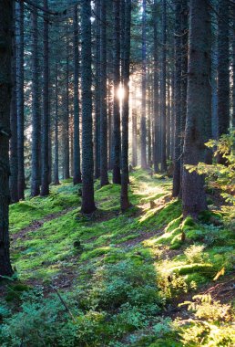 Ormanlı dağlar. Karpat Dağları