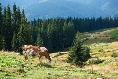 Ormanlı dağlar. Karpat Dağları