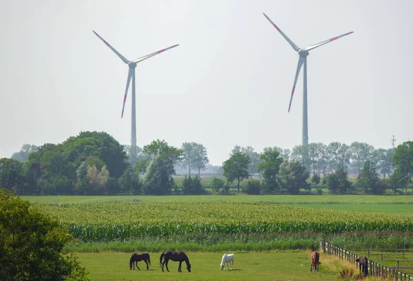 Caballos y vacas pastan en un prado verde sobre el telón de fondo de turbinas eólicas. Imagen De Stock