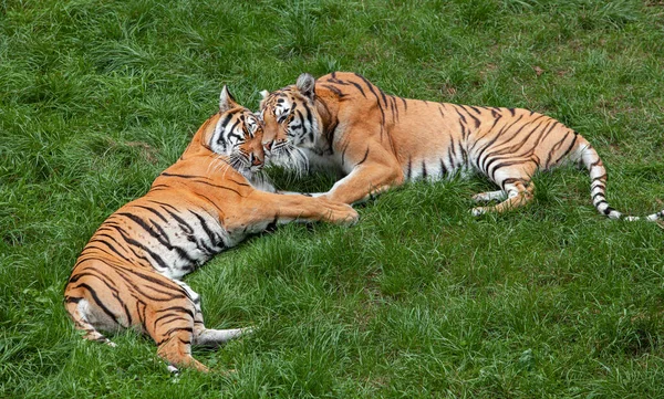Два бенгальских тигра лежат на зеленой траве. — стоковое фото