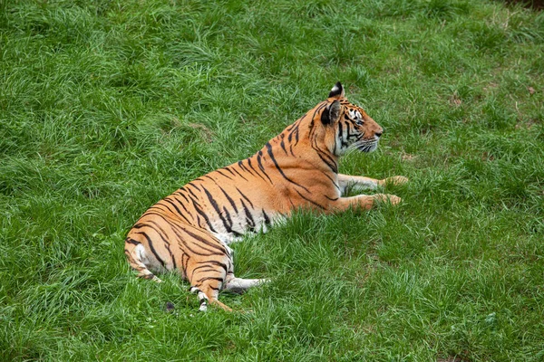 Один бенгальский тигр лежит на зеленой траве. — стоковое фото