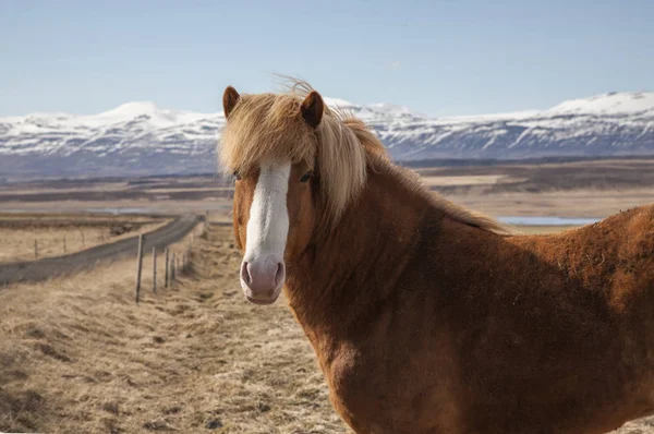 Cavalo Volcano Garanhão Islandês Ilha Nortern — Fotografia de Stock